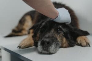 Dental Care for Pets