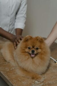 pet grooming