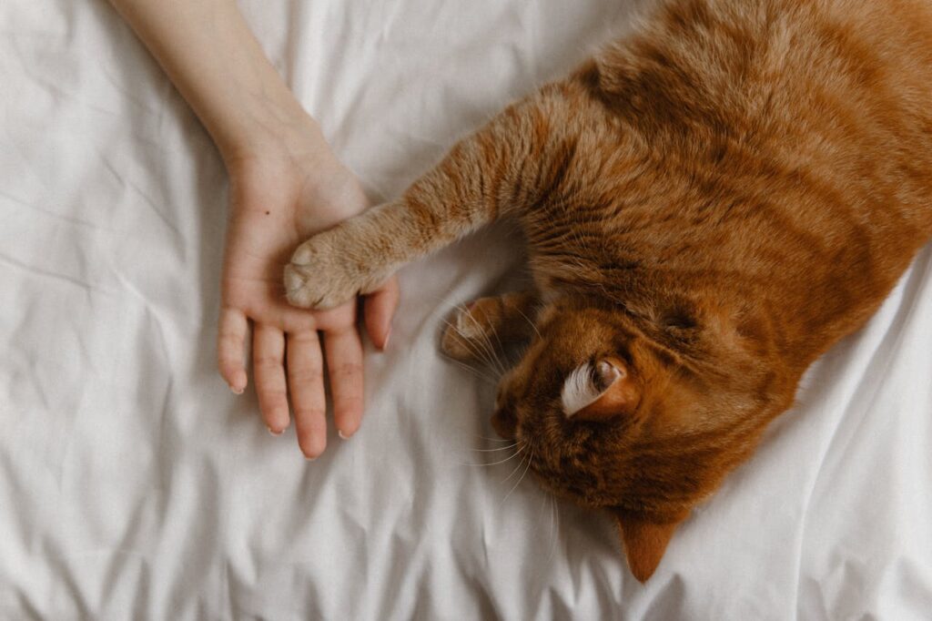 pet care