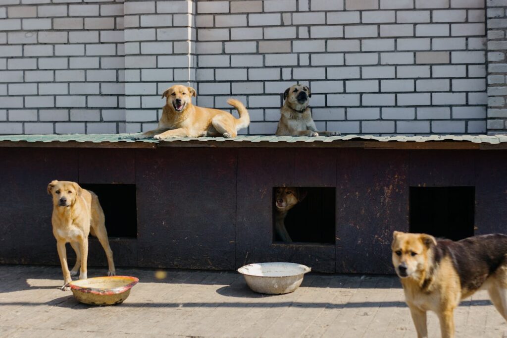 pet shop